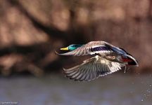 Stockente Edertal FKB